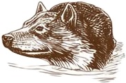 a drawing of a wolf swimming in the water.jpg